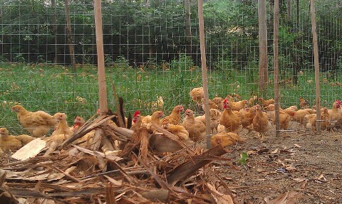 随手拍拍放养农家鸡 - 养鸡设备/鸡舍建设专题 - 鸡病