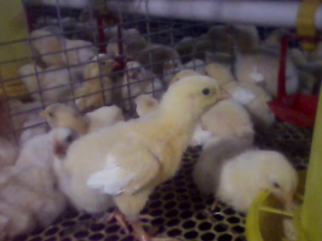 IMG0133A.jpg