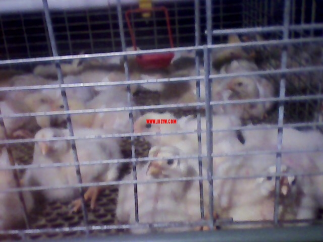 IMG0144A.jpg