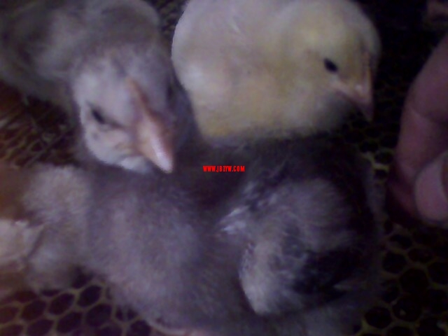 IMG0145A.jpg