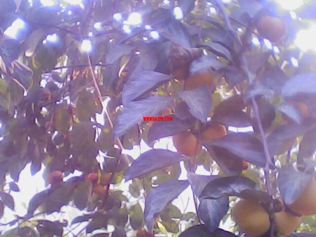 IMG0140A.jpg