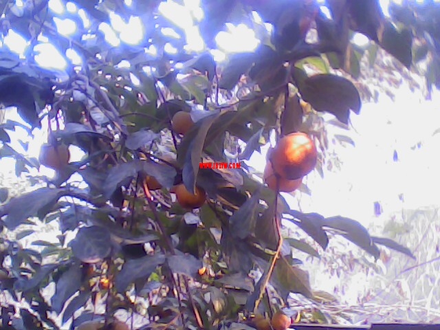 IMG0141A.jpg