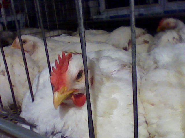 IMG0094A.jpg