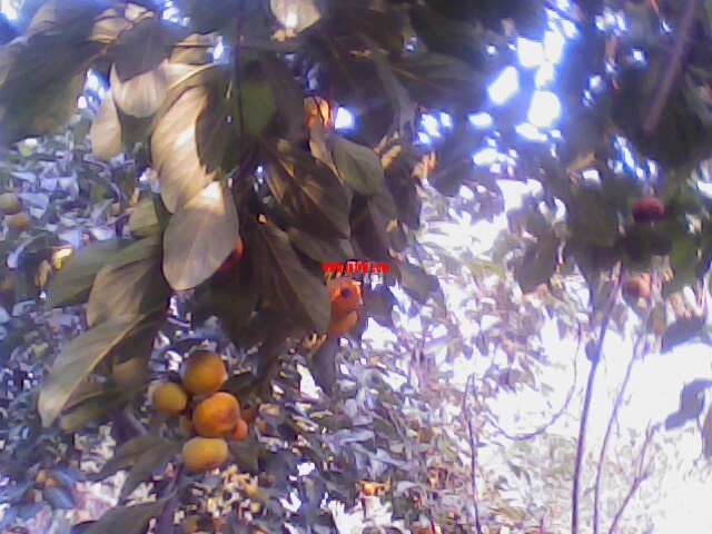 IMG0142A.jpg