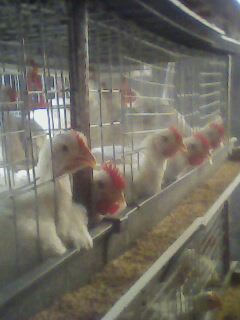 IMG0104A.jpg