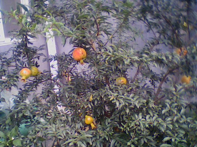 IMG0082A.jpg
