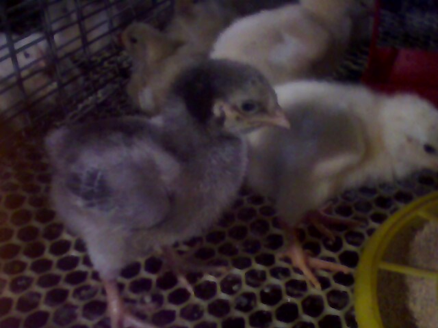 IMG0131A.jpg