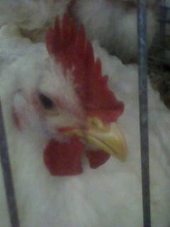 IMG0116A.jpg