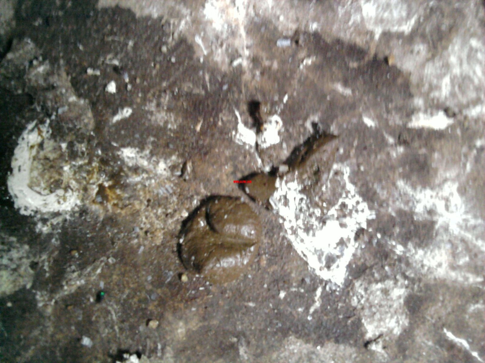 Ƭ0194.jpg