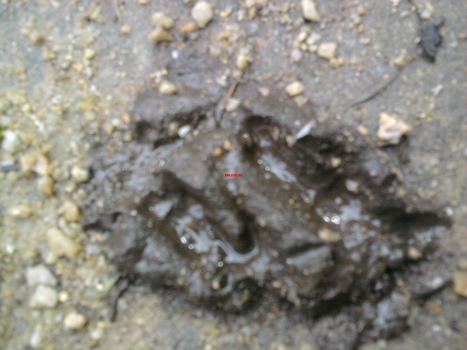 Ƭ0195.jpg