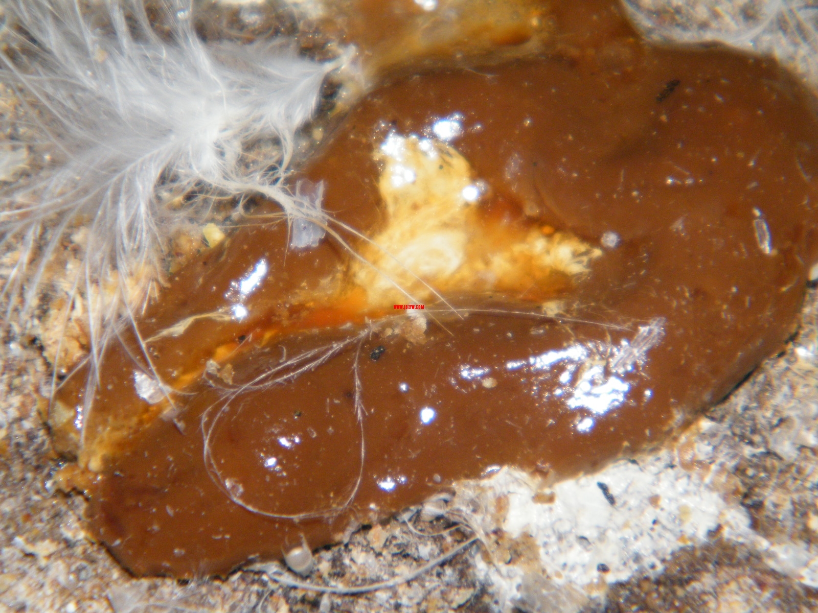 DSCF0349.JPG