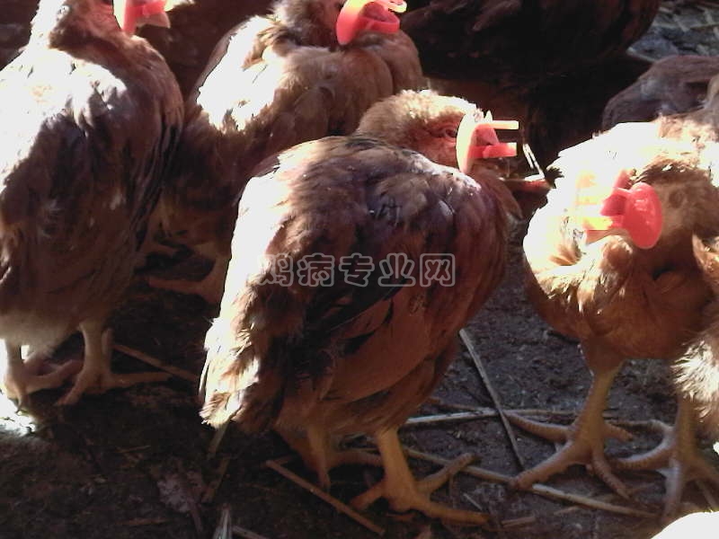 Ƭ-0079.jpg