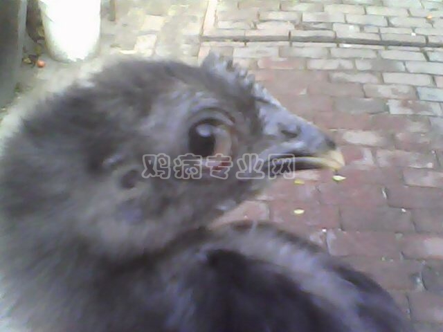 IMG0111A.jpg