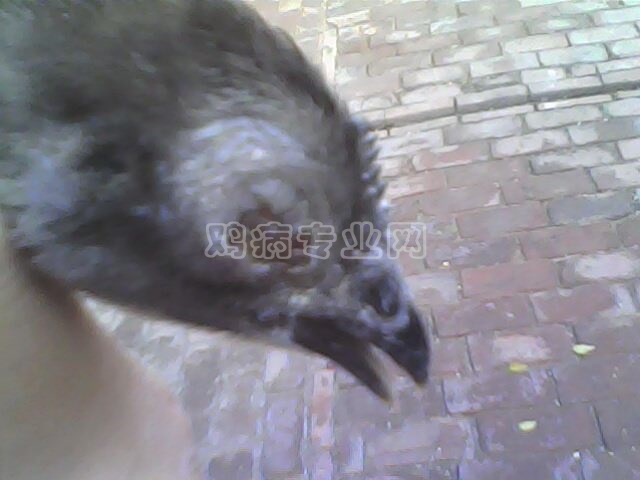 IMG0119A.jpg