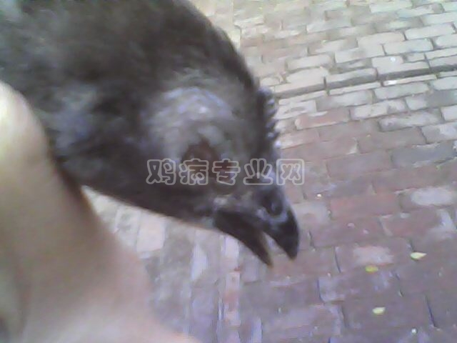 IMG0120A.jpg