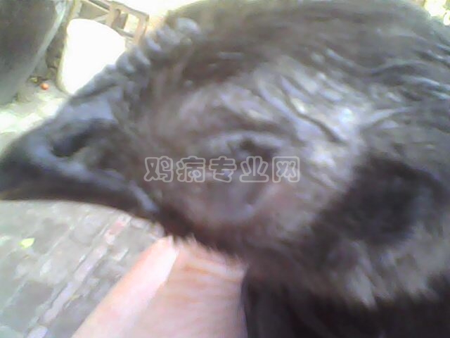 IMG0109A.jpg