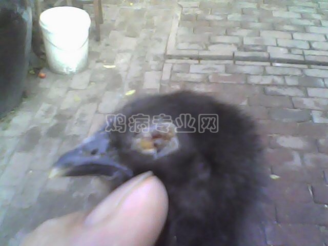 IMG0118A.jpg