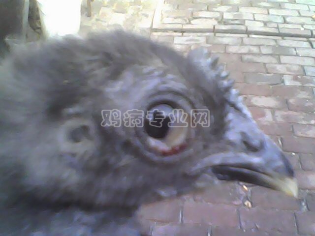 IMG0112A.jpg