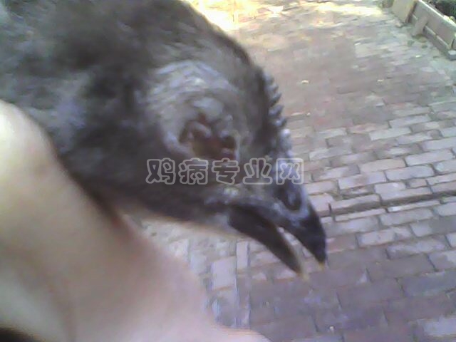 IMG0121A.jpg