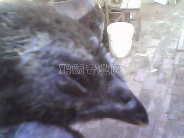 IMG0114A.jpg
