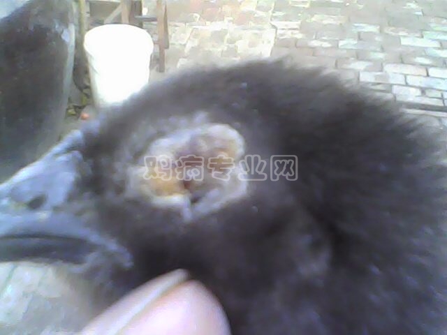 IMG0117A.jpg