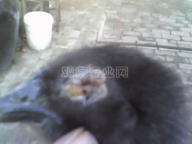 IMG0116A.jpg