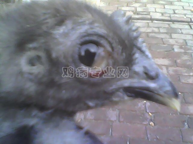 IMG0113A.jpg