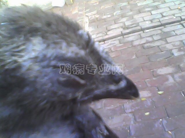 IMG0115A.jpg