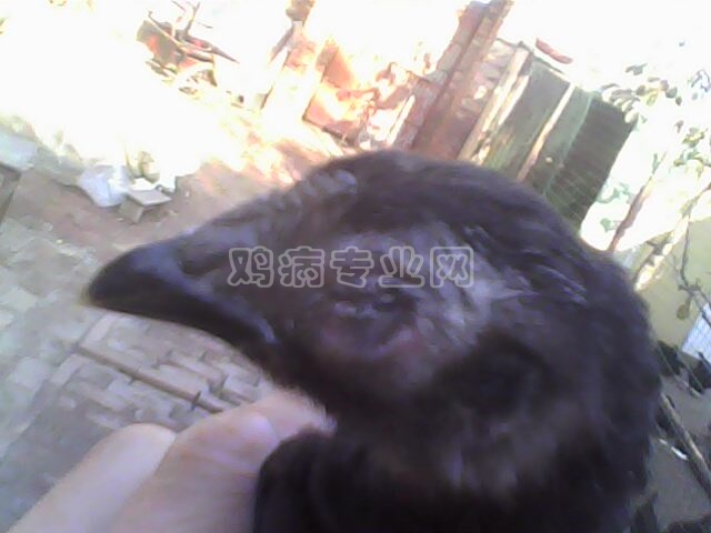 IMG0110A.jpg