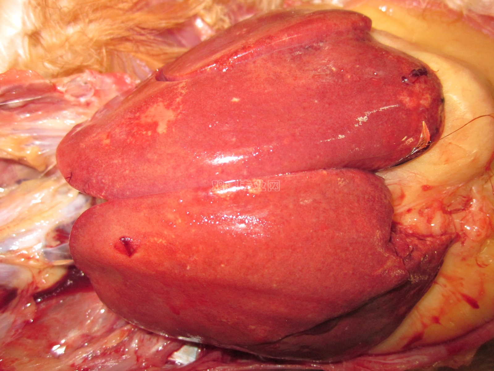 请教什么病可以导致鸡肝脏破裂出血,有图片