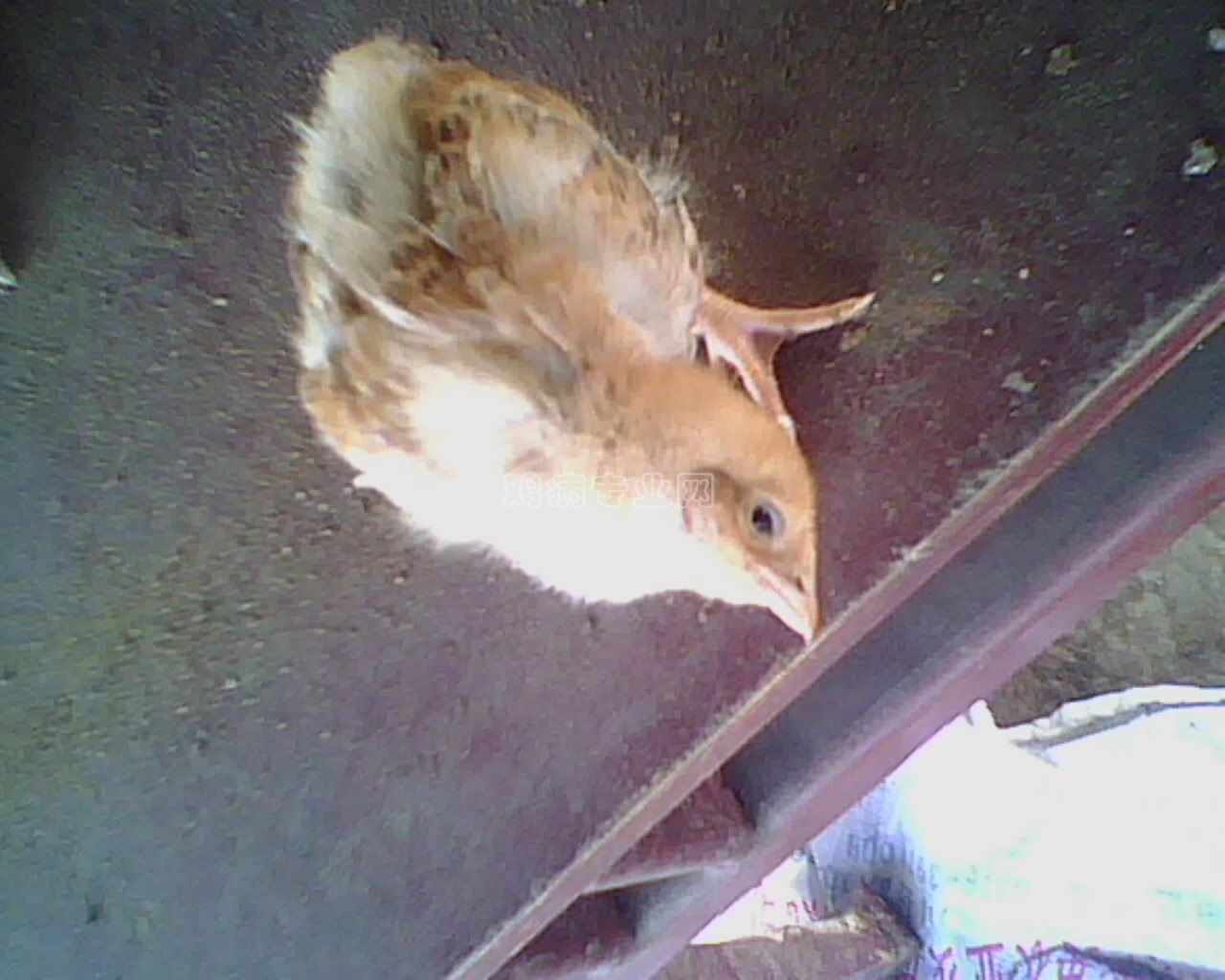 IMG0177A.jpg
