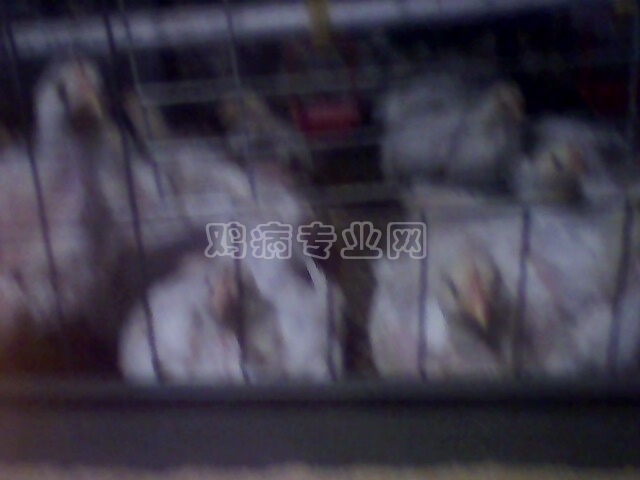 IMG0150A.jpg