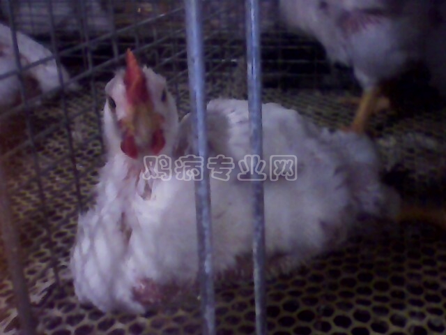 IMG0179A.jpg