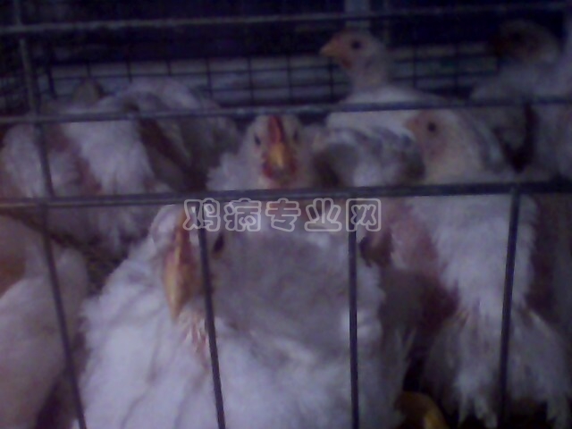 IMG0167A.jpg