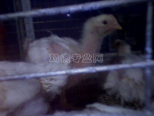 IMG0169A.jpg