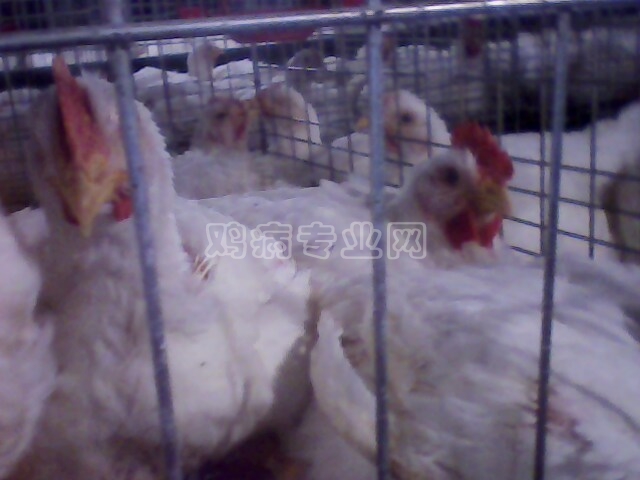 IMG0188A.jpg