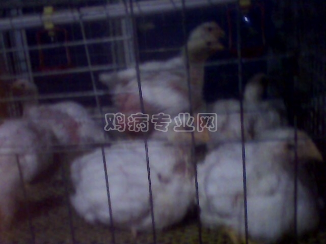 IMG0170A.jpg