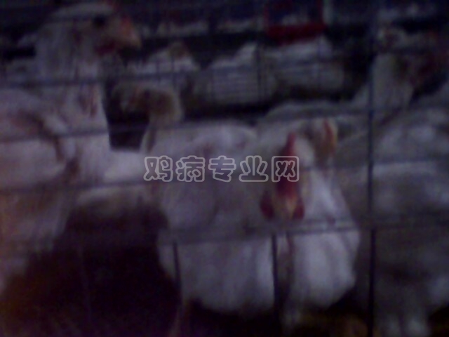 IMG0168A.jpg