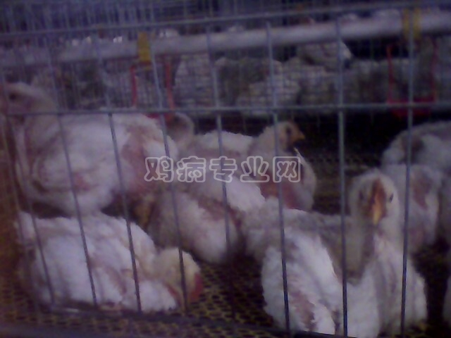 IMG0174A.jpg