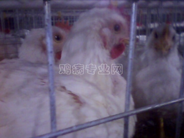 IMG0187A.jpg