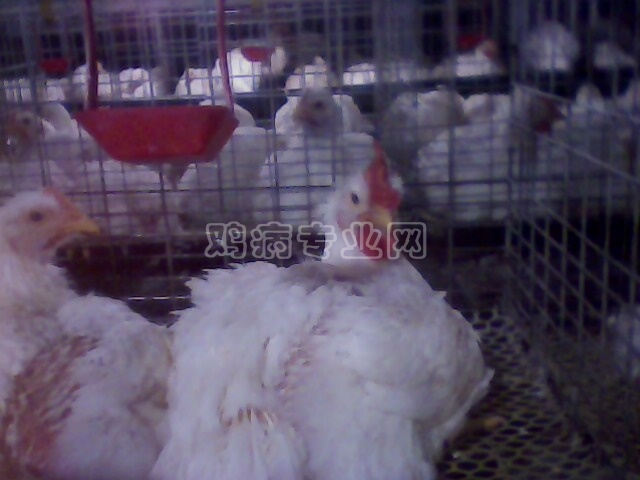 IMG0191A.jpg