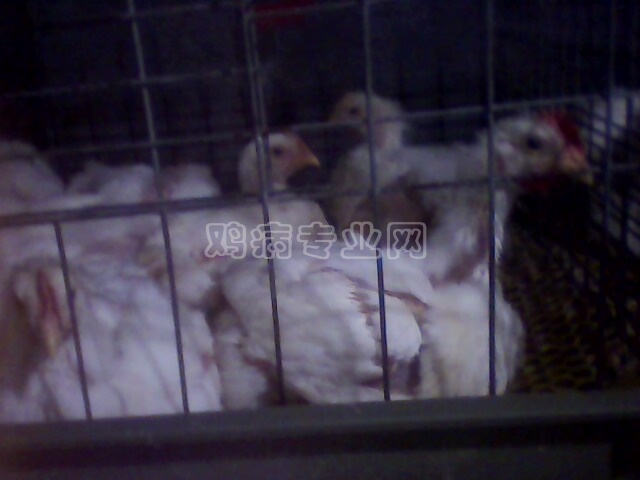 IMG0166A.jpg