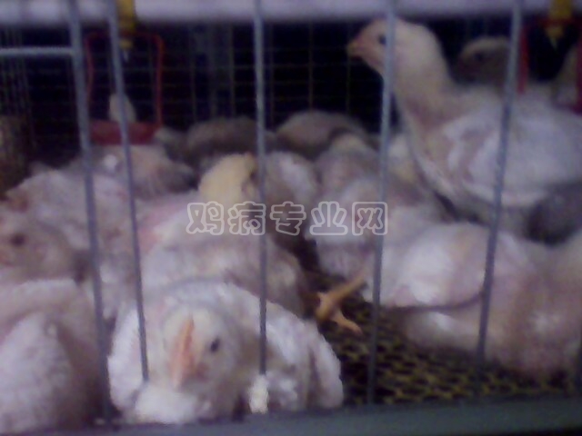 IMG0147A.jpg