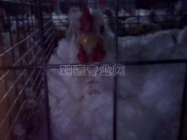 IMG0180A.jpg