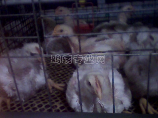 IMG0152A.jpg