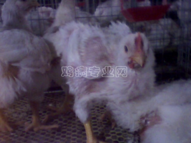 IMG0178A.jpg