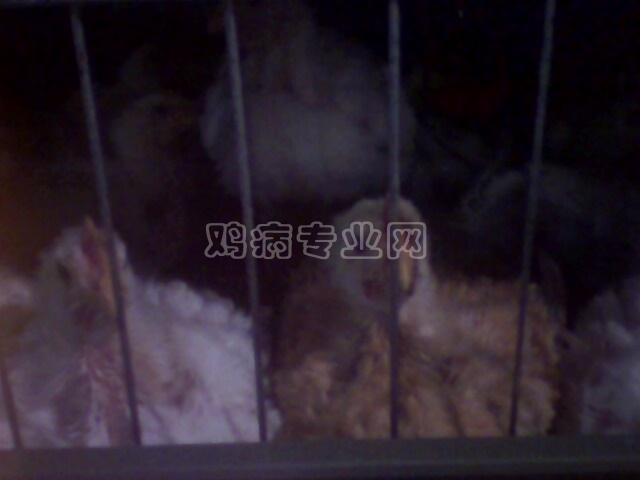 IMG0173A.jpg