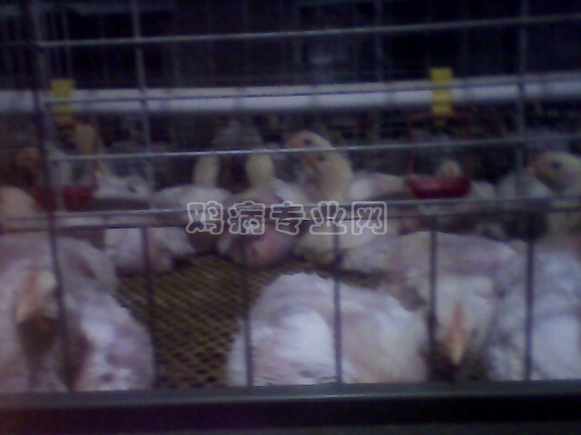 IMG0151A.jpg