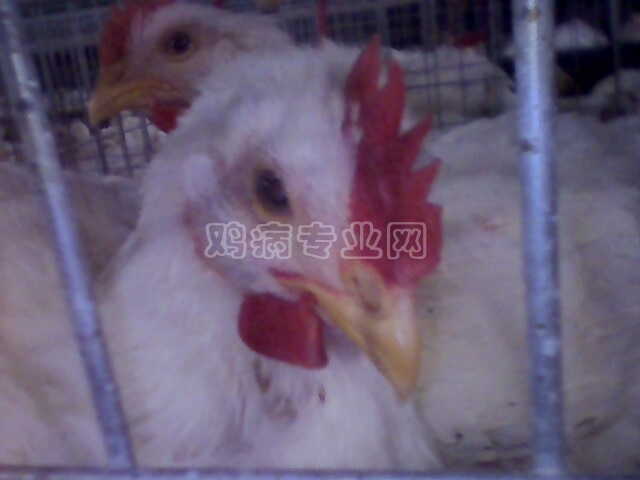 IMG0186A.jpg