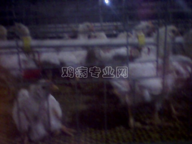 IMG0153A.jpg